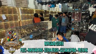 BONGKAR GEDEN !!! BURUNG PLECI - MANYAR MAS - ZEBRA FINSH - CUCAK KOMBO - PRENJAK DLL