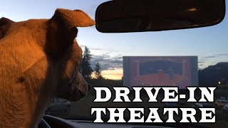 Dog Travel - Drive-in Theatre