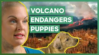 Rescuing Pets From Hawaiian Volcano | Amanda To The Rescue