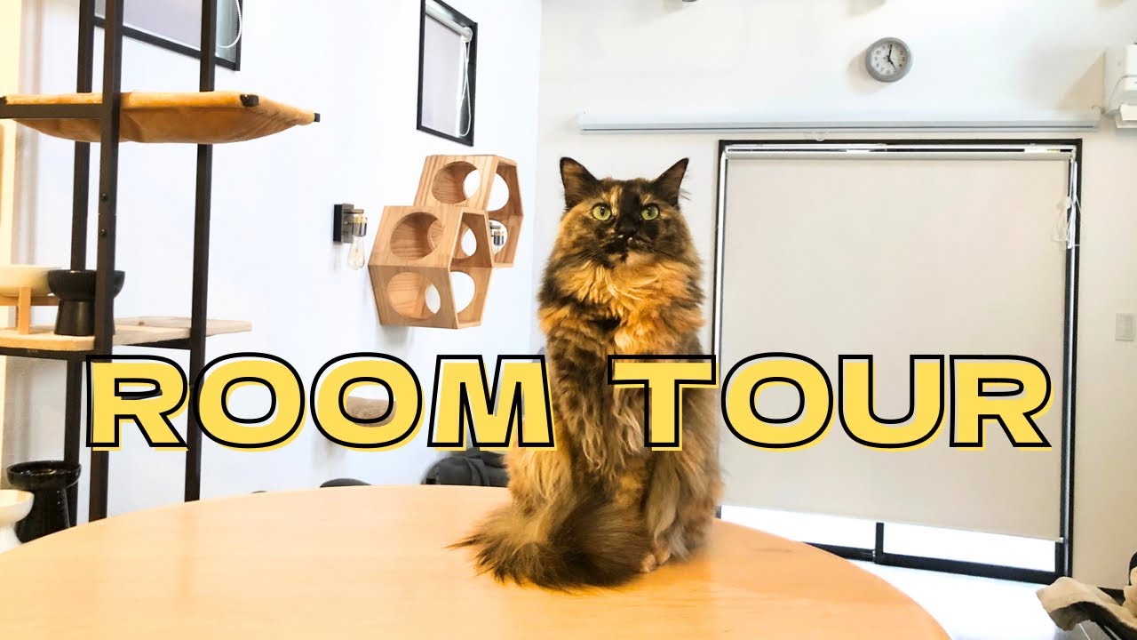 ROOM TOUR】サビ猫3匹と暮らすミニマルなリビングのルームツアー - YouTube