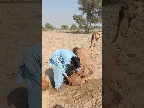 صبي يبرد الجمل بإناء طيني على ظهره خلال حرارة الصيف