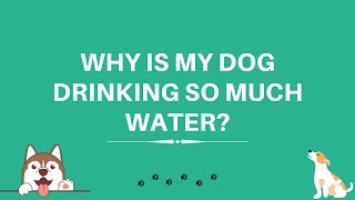 Why Is My Dog Drinking So Much Water? 5 Possible Reasons
