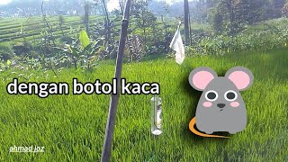 salah satu cara alat pengusir hama tikus dan burung pipit / emprit di tanaman padi di sawah