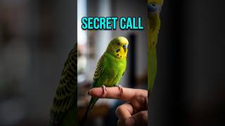 Create your own secret budgie language #birdtips #budgies #cute