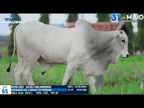 LOTE 65