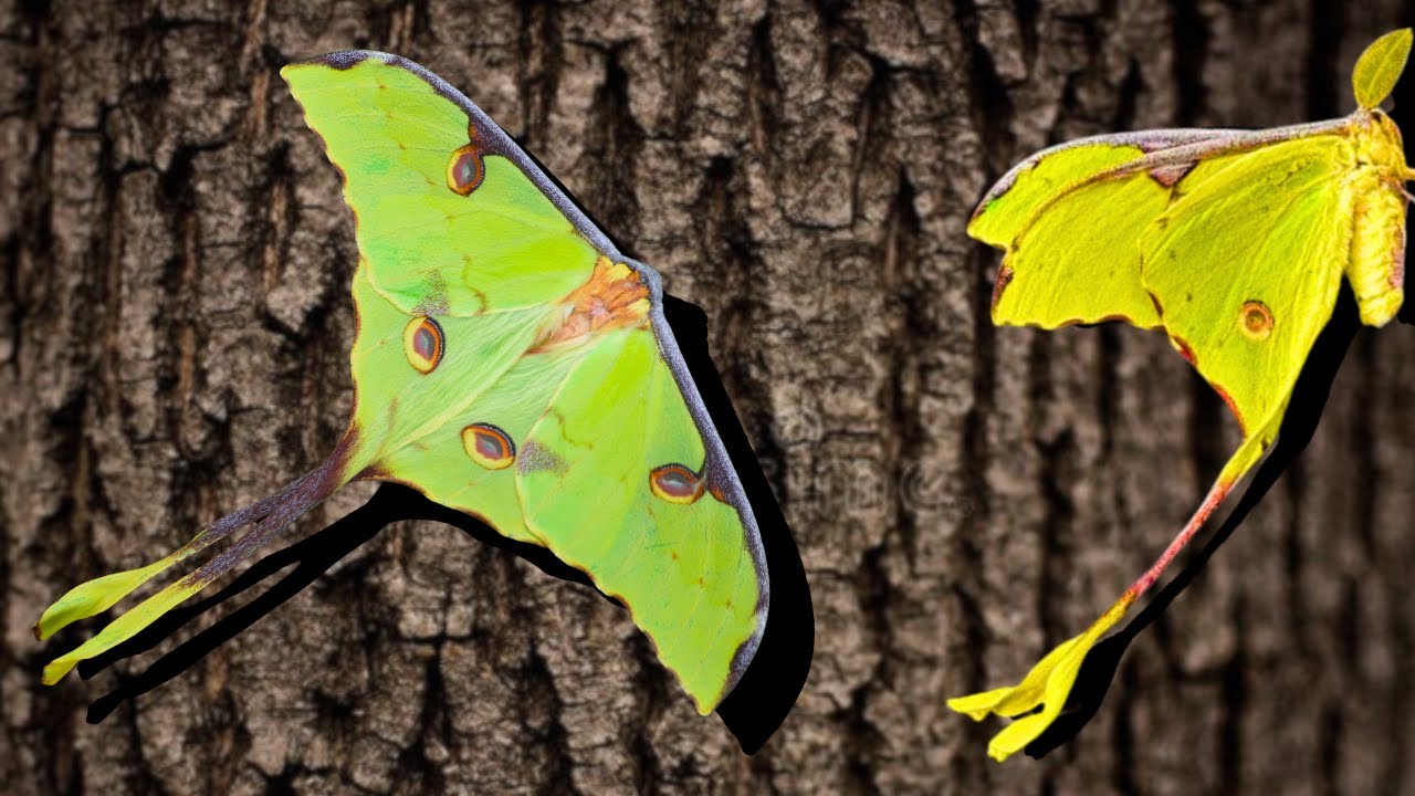 Life Cycle of the AFRICAN MOON MOTH (1 minute)