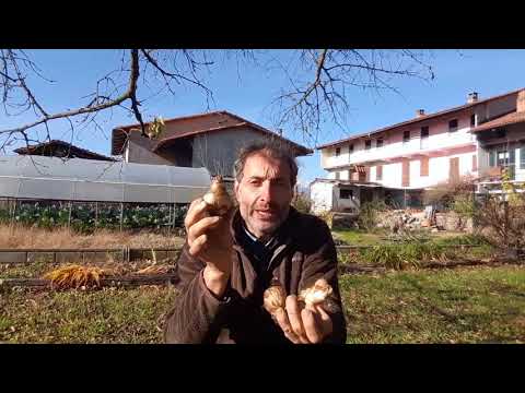 Video: Propagazione delle Daylilies dai semi - Scopri come piantare i semi di Daylily