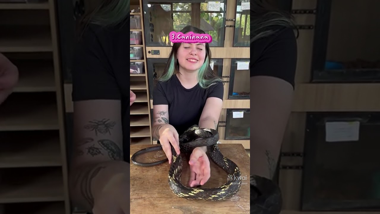 A mulher pegando bichos