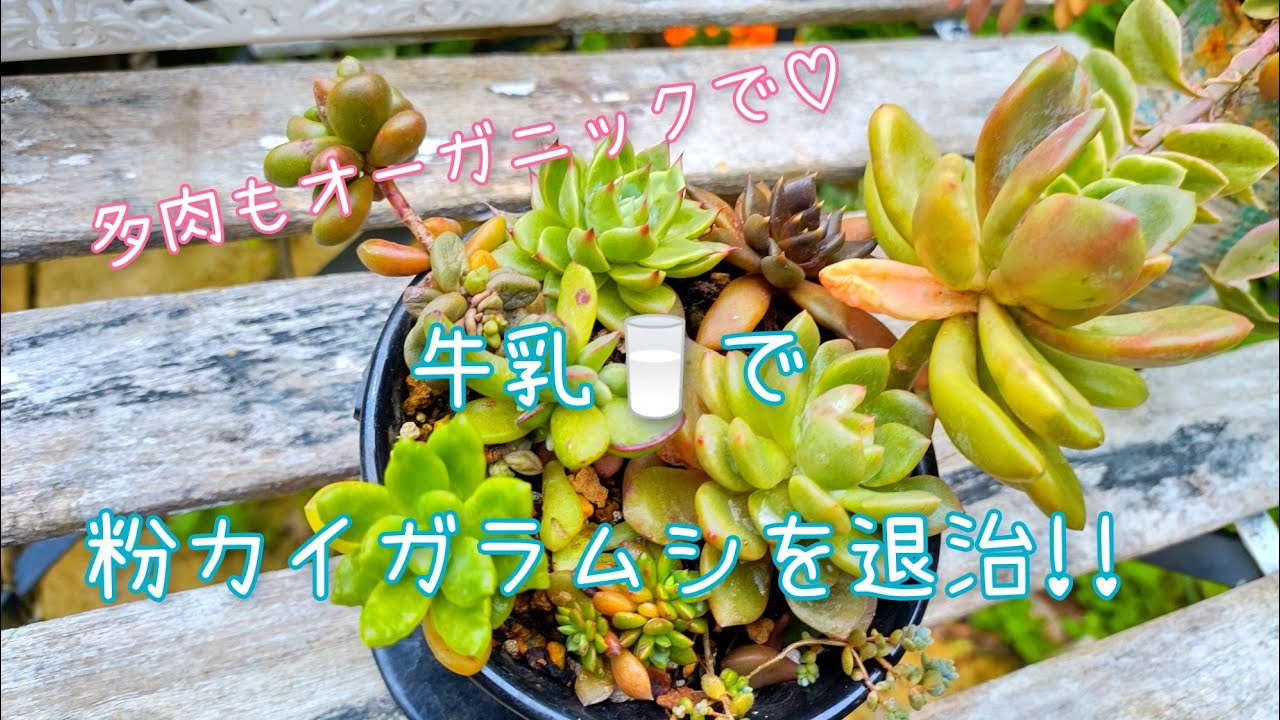多肉 多肉ちゃんもオーガニックで 牛乳で粉カイガラムシを退治 Succulent Youtube 多肉 多肉ちゃんもオーガニックで 牛乳で粉カイガラムシを退治 Succulent Youtube