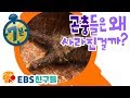 [EBS친구들][명탐정 피트]곤충들은 왜 사라진 걸까