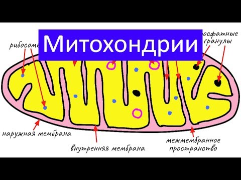 Строение клетки: митохондрии | самое простое объяснение