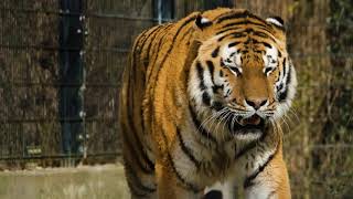Tiger Cat Video | Tiger Walking video | Tiger | Miracle Animals Video | Animal Video | watch Tiger