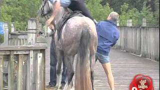 Horse Police Mount Fail