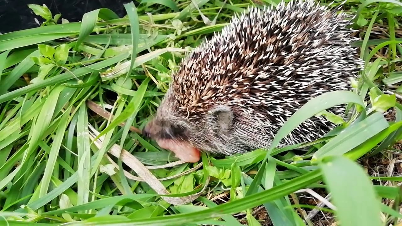 Еж и гадюка. Еж и змея. Улитка и еж. Еж есть ужа. Еж есть ужа.