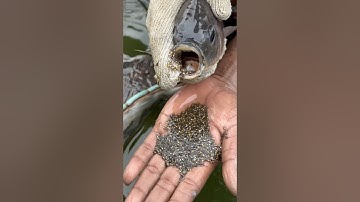 tilapia fish seeds in mouth #fishing #fish #babyfish
