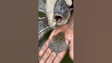 tilapia fish seeds in mouth #fishing #fish #babyfish