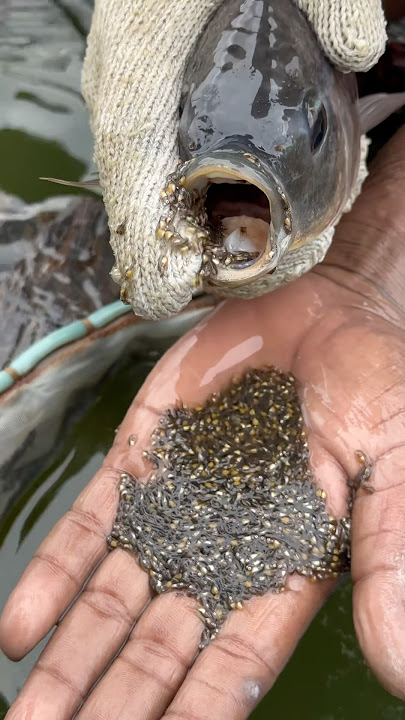 benih ikan nila di mulut #mancing #ikan #bayiikan