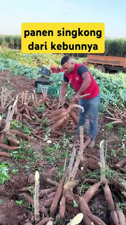 Beginilah Proses Panen Singkong di Kebunnya