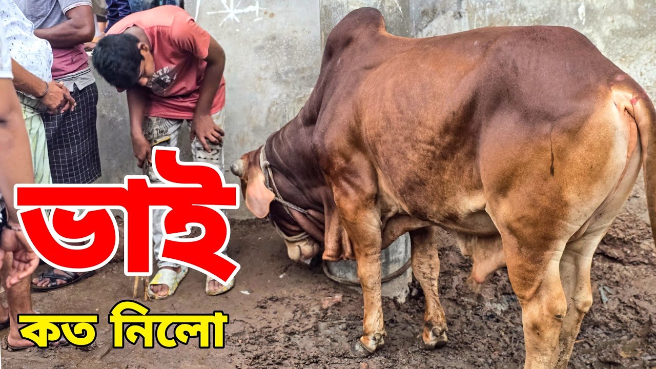Bhai Koto Nilo 2025 | Gabtoli Gorur Haat 2025 | Qurbani Cow Price 2025 | Cattle Market Update P-4
