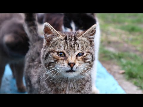 Видео: Причины укуса кошек и как предотвратить укус вашей кошки