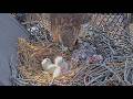 Big Red Feeds Her Hatchling, Third Egg Shows A Pip At Cornell Hawks Nest | May 3, 2026