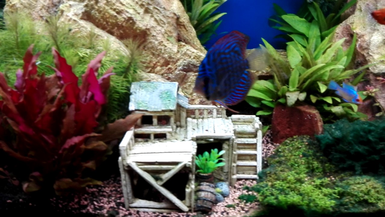 Welche Fische Können In Ein 240 Liter Aquarium 240 Liter Aquarium - YouTube