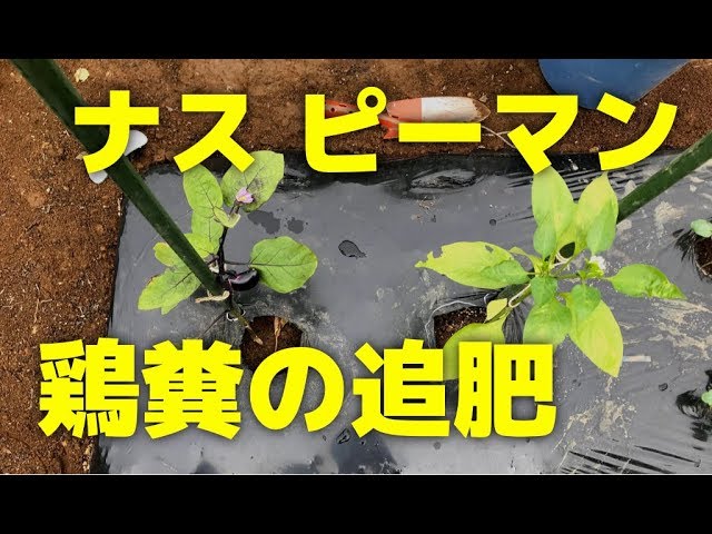 ナスとピーマン鶏糞追肥の楽なやり方 有機栽培 Youtube