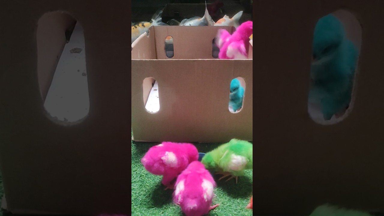 The chick is still trying to get out 