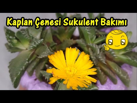 Video: Tigridia Kış Bakımı - Kışlık Depolama için Kaplan Çiçek Soğanları Nasıl Kazılır