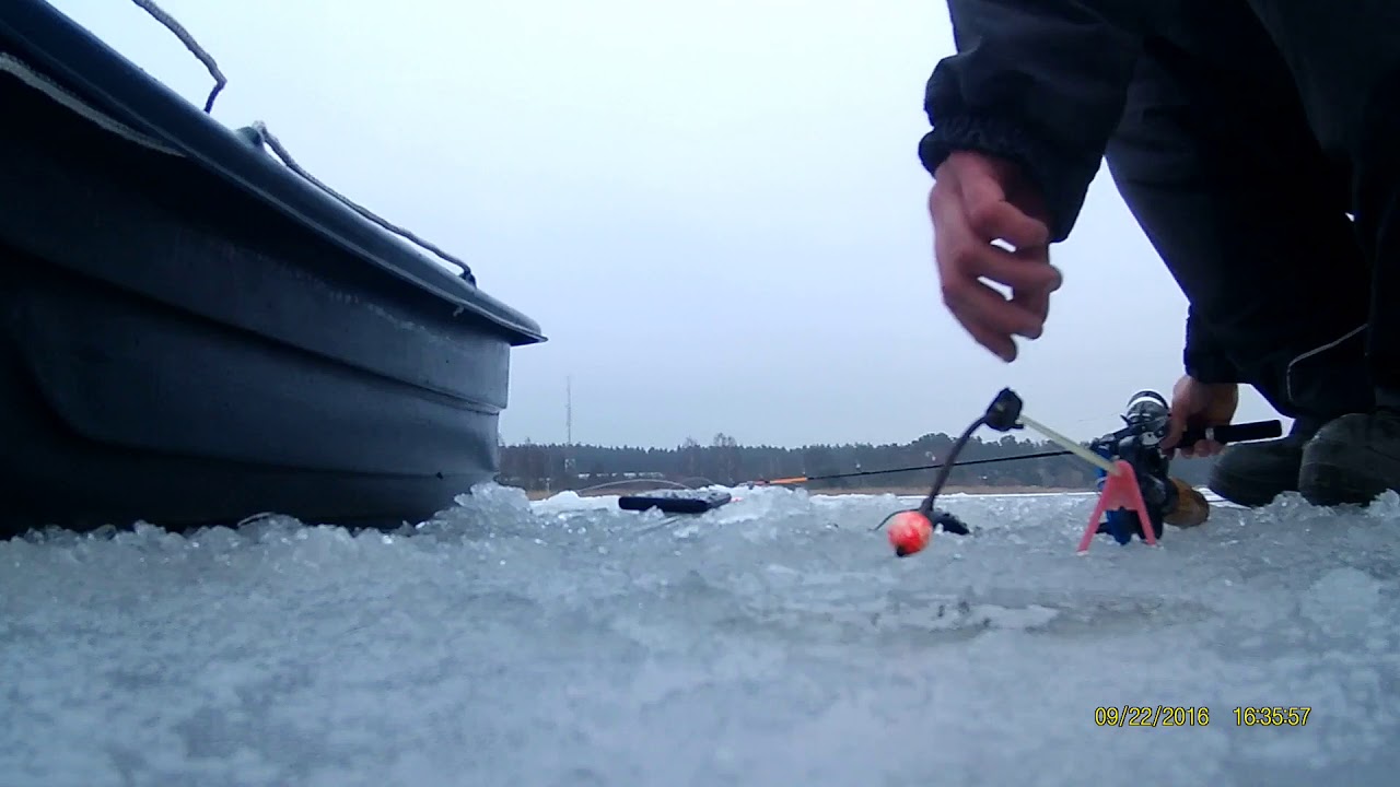 Корюшка раттлин лиелупе 2019