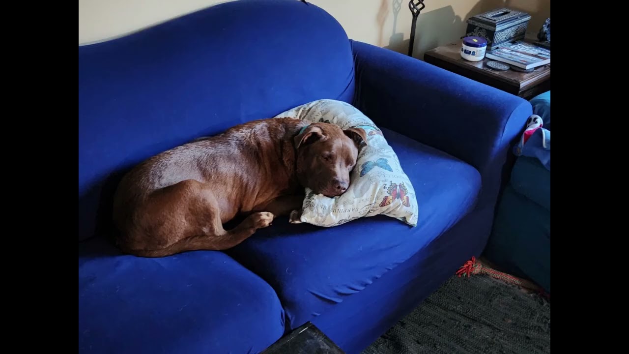 Acorn Sleeping - Relax with a Snoring Senior Dog