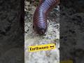 Locomotion In Earthworm 🪱 #shorts #earthworm #locomotion #worms