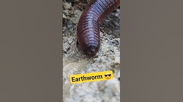 Locomotion In Earthworm 🪱 #shorts #earthworm #locomotion #worms