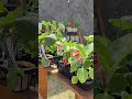 真夏日が来る前に苗を大きくしよう🌱#家庭菜園 #shorts