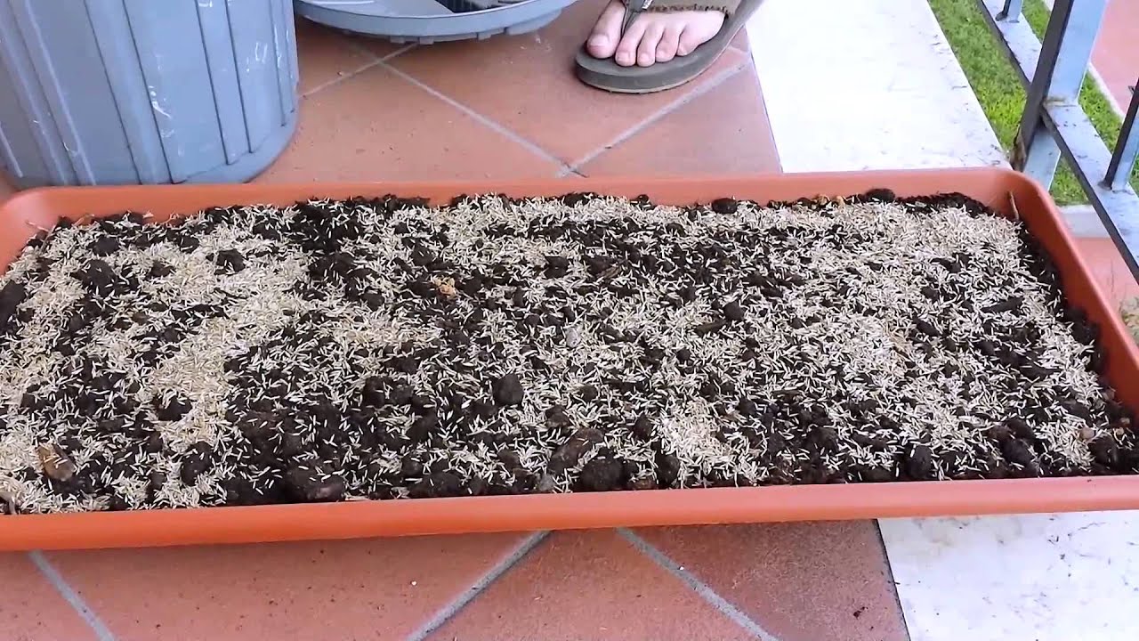 Come realizzare una mini aiuola da balcone per il coniglio youtube Aiuole da terrazzo