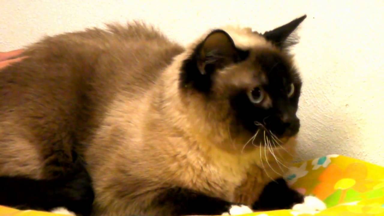 Indiana Gazette Pets Of The Week April 20 2014 YouTube