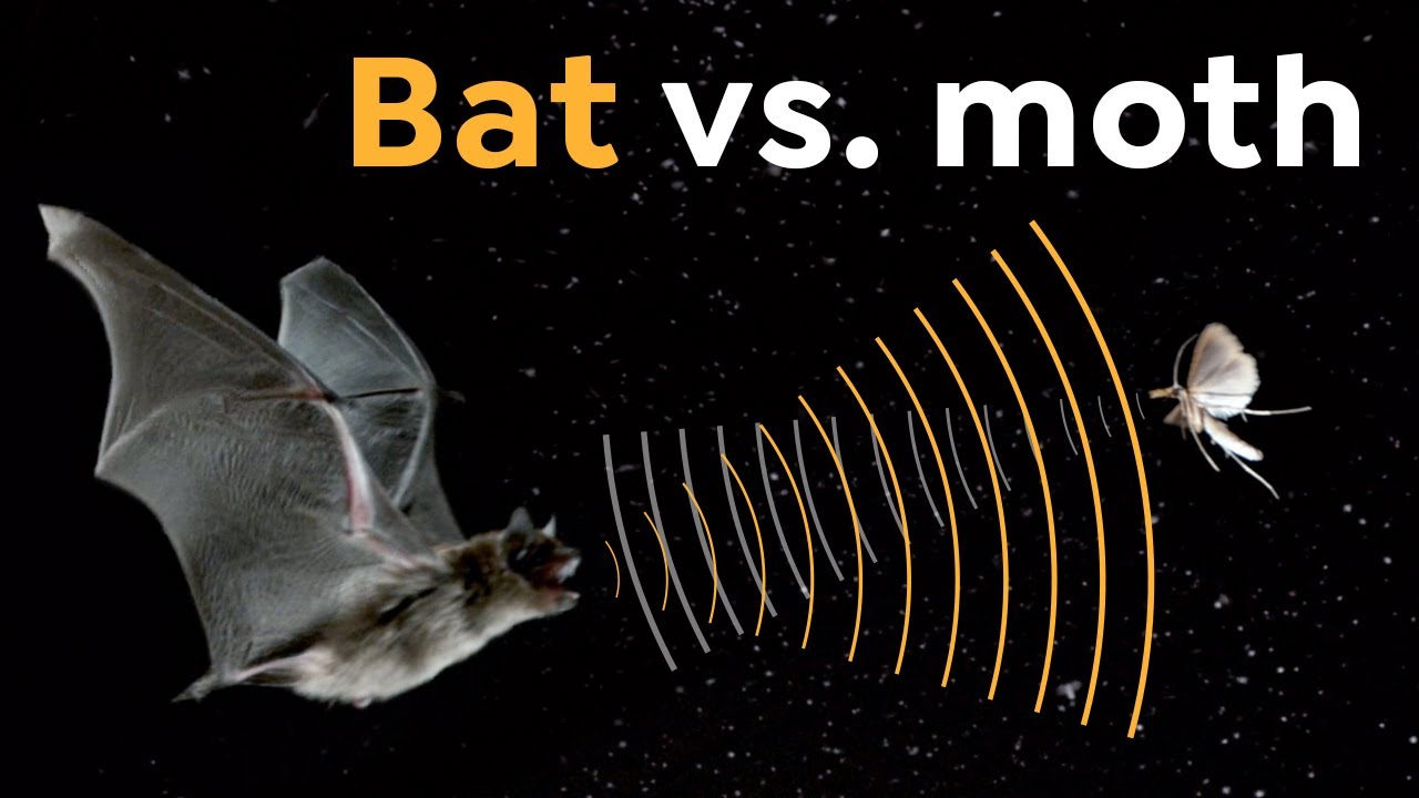 Why Moths and Bats Run an Acoustic Arms Race YouTube