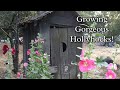 5 tips to grow beautiful hollyhocks in your garden