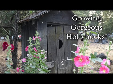 Video: Hollyhock Plant Care – kaip auginti buožės