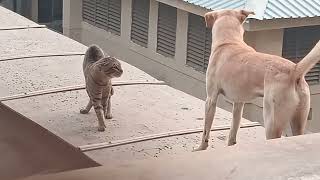 Wild Cat Vs Wild Dog