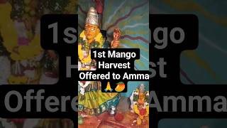 First mango Harvest offered to Goddess 🙏🥭