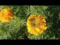 Ever wondered how flowers pollinate ?