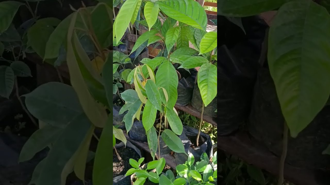 Meraup Untung dari Hutan Kota: Bisnis Online Pembibitan Tanaman Buah