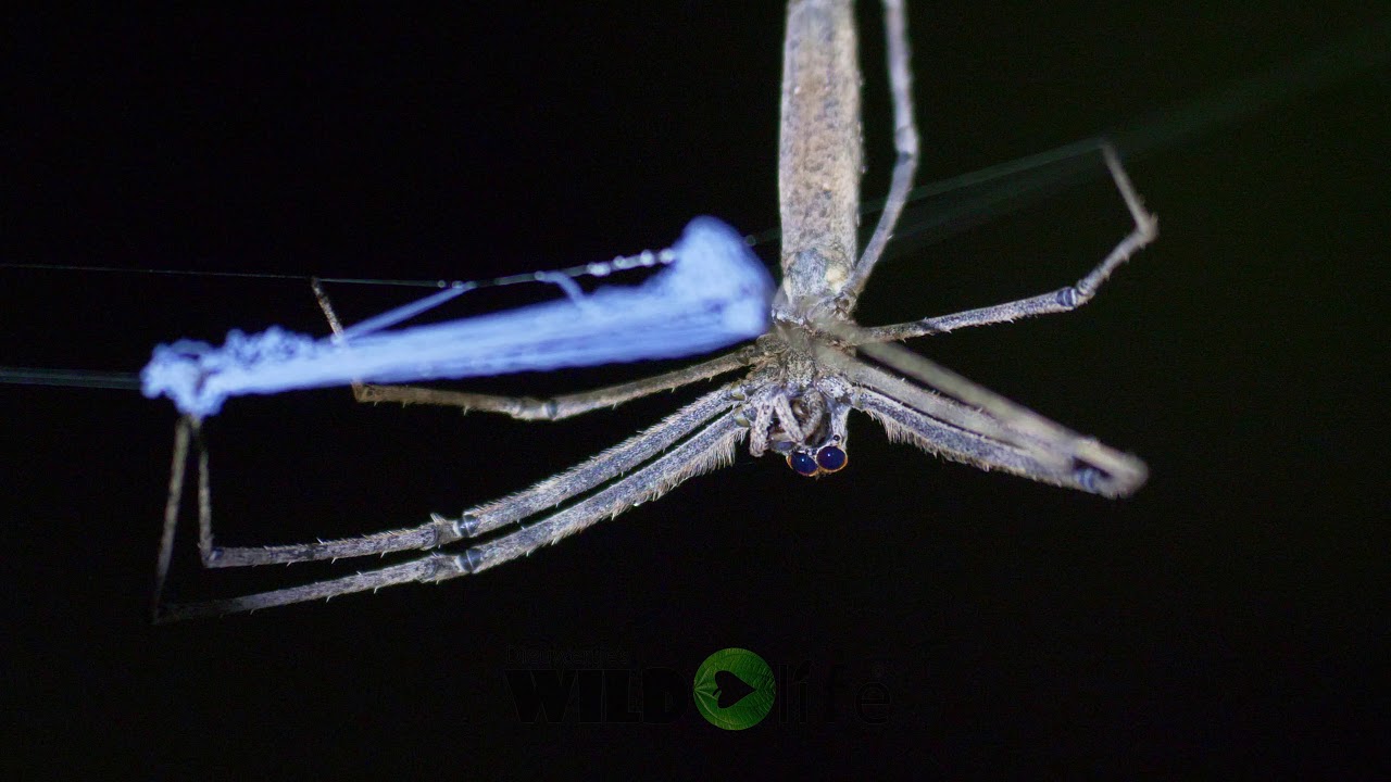Net-casting spider, Deinopis, 4K, Madagascar