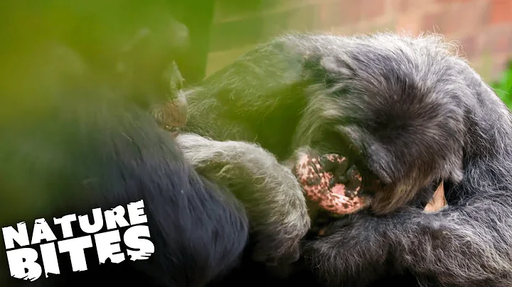 Female Chimpanzee Attacked By Dominant Male | Nature Bites - DayDayNews