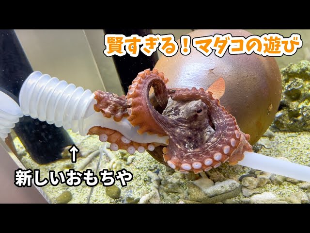 激珍・激レア！？】深場からやってきた不思議なタコたちの飼育記録 A