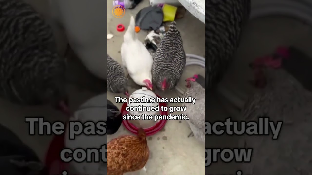 How Americans are dealing with rising egg prices 