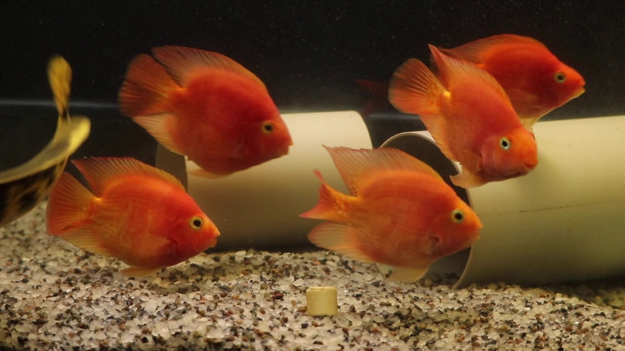 Oscar and parrot fish tank - YouTube Oscar and parrot fish tank - YouTube