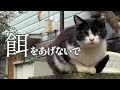 猫に餌をあげないでと言われたけども。