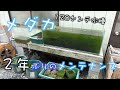 2年ぶりにメダカ水槽を掃除したら「赤虫」だらけだった。